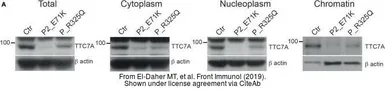Anti-beta Actin antibody [GT5512] used in Western Blot (WB). GTX629630