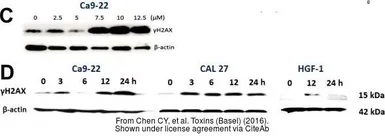 Anti-beta Actin antibody [GT5512] used in Western Blot (WB). GTX629630