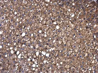 Anti-beta Actin antibody [GT5512] used in IHC (Paraffin sections) (IHC-P). GTX629630