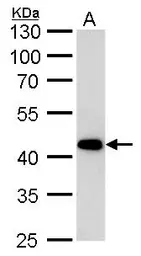 Anti-beta Actin antibody [GT5512] used in Western Blot (WB). GTX629630