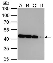 Anti-beta Actin antibody [GT5512] used in Western Blot (WB). GTX629630
