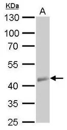 Anti-beta Actin antibody [GT5512] used in Western Blot (WB). GTX629630