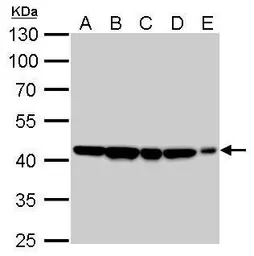 Anti-beta Actin antibody [GT5512] used in Western Blot (WB). GTX629630