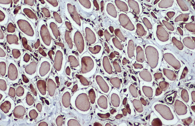 Anti-beta Actin antibody [GT5512] used in IHC (Paraffin sections) (IHC-P). GTX629630