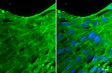 Anti-beta Actin antibody [GT5512] used in Immunocytochemistry/ Immunofluorescence (ICC/IF). GTX629630
