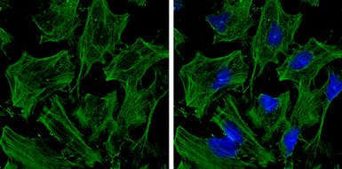 Anti-beta Actin antibody [GT5512] used in Immunocytochemistry/ Immunofluorescence (ICC/IF). GTX629630