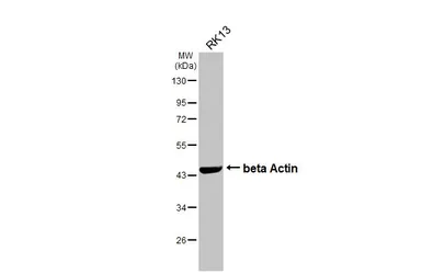 Anti-beta Actin antibody [GT5512] used in Western Blot (WB). GTX629630