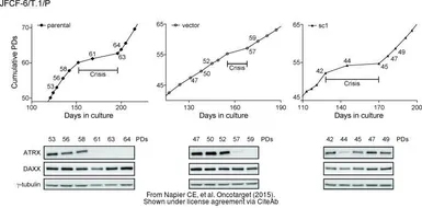 Anti-ATRX antibody [GT4212] used in Western Blot (WB). GTX629703
