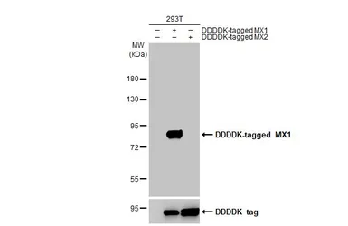 Anti-MX1 antibody [GT4812] used in Western Blot (WB). GTX629738