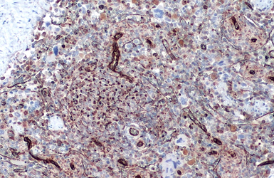 Anti-Vimentin antibody [GT7812] used in IHC (Paraffin sections) (IHC-P). GTX629743