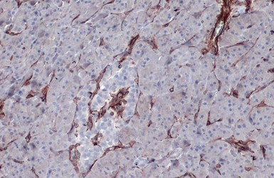 Anti-Vimentin antibody [GT7812] used in IHC (Paraffin sections) (IHC-P). GTX629743
