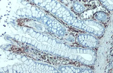 Anti-Vimentin antibody [GT7812] used in IHC (Paraffin sections) (IHC-P). GTX629743