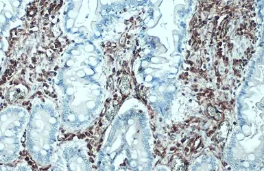 Anti-Vimentin antibody [GT7812] used in IHC (Paraffin sections) (IHC-P). GTX629743