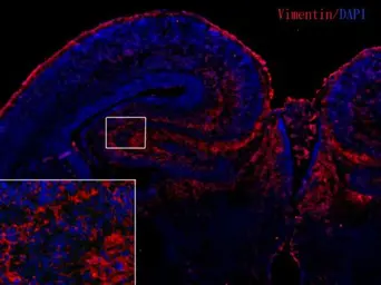 Anti-Vimentin antibody [GT812] used in IHC (Frozen sections) (IHC-Fr). GTX629744