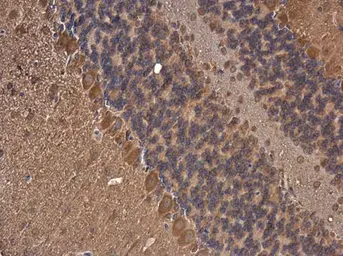 Anti-Fatty Acid Synthase antibody [GT556] used in IHC (Paraffin sections) (IHC-P). GTX629762