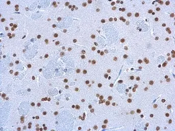 Anti-5-Hydroxymethylcytosine / 5-hmC antibody [GT13612] used in IHC (Paraffin sections) (IHC-P). GTX629765