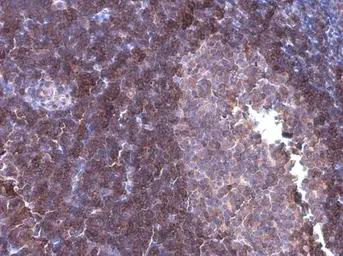 Anti-ARHGEF18 antibody [GT1972] used in IHC (Paraffin sections) (IHC-P). GTX629806