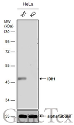Anti-IDH1 antibody [GT1521] used in Western Blot (WB). GTX629818