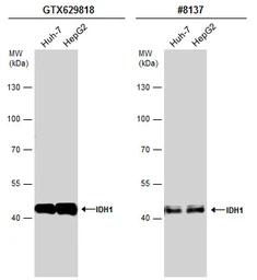 Anti-IDH1 antibody [GT1521] used in Western Blot (WB). GTX629818