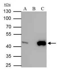 Anti-IDH1 antibody [GT1521] used in Immunoprecipitation (IP). GTX629818