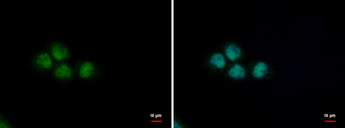 Anti-PUF60 antibody [GT3510] used in Immunocytochemistry/ Immunofluorescence (ICC/IF). GTX629885