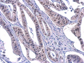 Anti-PUF60 antibody [GT3510] used in IHC (Paraffin sections) (IHC-P). GTX629885