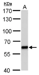 Anti-PUF60 antibody [GT677] used in Western Blot (WB). GTX629886