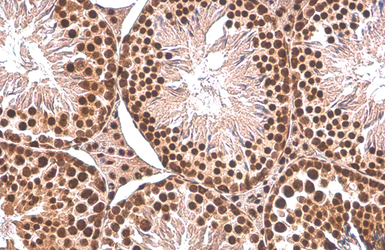 Anti-PUF60 antibody [GT917] used in IHC (Paraffin sections) (IHC-P). GTX629887