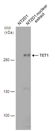 Anti-TET1 antibody [GT465] used in Western Blot (WB). GTX629974