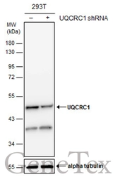 Anti-UQCRC1 antibody [GT139] used in Western Blot (WB). GTX630413