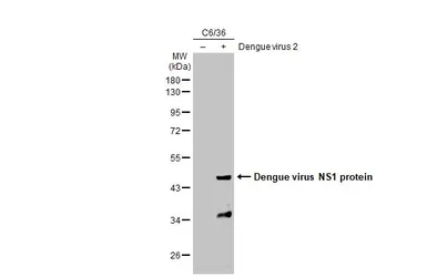 Anti-Dengue virus NS1 protein antibody [GT4212] used in Western Blot (WB). GTX630556
