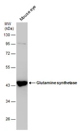 Anti-Glutamine synthetase antibody [GT1055] used in Western Blot (WB). GTX630654