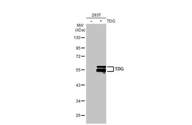 Anti-TDG antibody [GT311] used in Western Blot (WB). GTX631718