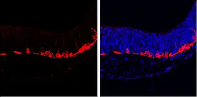 Anti-beta Tubulin 3/ Tuj1 antibody [GT1338] used in IHC (Paraffin sections) (IHC-P). GTX631831