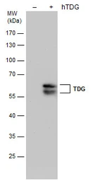 Anti-TDG antibody [GT1142] used in Western Blot (WB). GTX631934