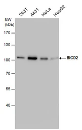 Anti-BICD2 antibody [GT10811] used in Western Blot (WB). GTX631994