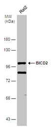 Anti-BICD2 antibody [GT10811] used in Western Blot (WB). GTX631994