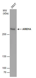 Anti-ARID1A antibody [GT3611] used in Western Blot (WB). GTX632013