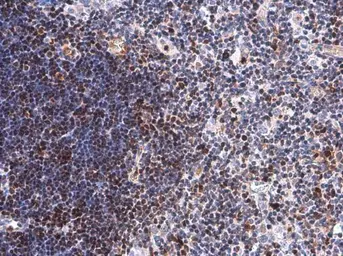 Anti-DCK antibody [GT7710] used in IHC (Paraffin sections) (IHC-P). GTX632062