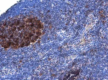 Anti-DCK antibody [GT7710] used in IHC (Paraffin sections) (IHC-P). GTX632062