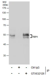 Anti-TEF1 antibody [GT13112] used in Immunoprecipitation (IP). GTX632126
