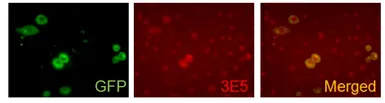 Anti-VAMP5 antibody [3E5] used in Immunocytochemistry/ Immunofluorescence (ICC/IF). GTX632270