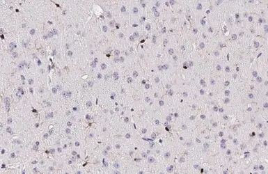 Anti-Iba1 antibody [GT10312] used in IHC (Paraffin sections) (IHC-P). GTX632426