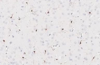 Anti-Iba1 antibody [GT10312] used in IHC (Paraffin sections) (IHC-P). GTX632426