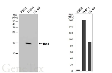 Anti-Iba1 antibody [GT10312] used in Western Blot (WB). GTX632426