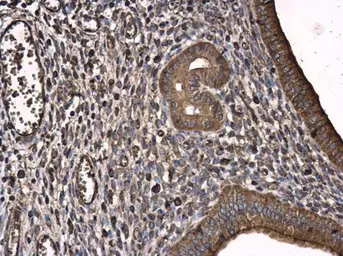 Anti-T-Plastin antibody [GT3310] used in IHC (Paraffin sections) (IHC-P). GTX632482