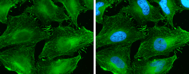 Anti-beta Catenin antibody [GT2169] used in Immunocytochemistry/ Immunofluorescence (ICC/IF). GTX633010