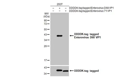 Anti-Enterovirus D68 VP1 antibody [GT11610] used in Western Blot (WB). GTX633688