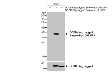 Anti-Enterovirus D68 VP1 antibody [GT1843] used in Western Blot (WB). GTX633770