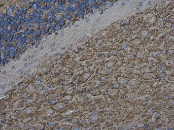 Anti-Synaptophysin antibody [GT2589] used in IHC (Paraffin sections) (IHC-P). GTX633972